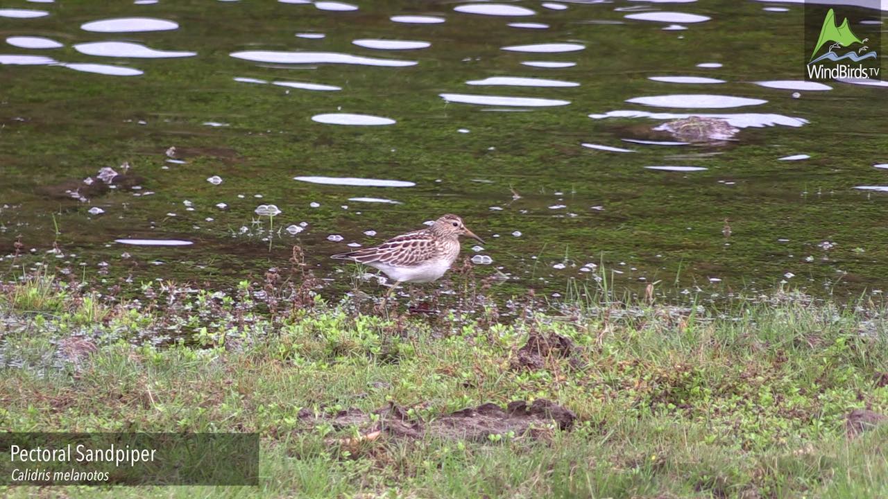 Pectoral Sandpiper (Calidris melanotos) in Madeira, Portugal